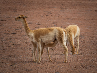 Three Vicugna vicugnas in Atacama high plateau with calf feeding