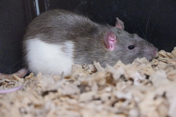 rat in front of black background