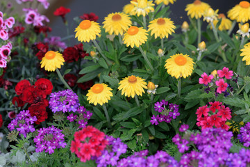 Blumenbeet mit bunten Blüten im Garten