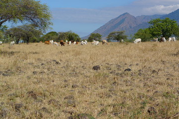 The savanna is dominated by dry grass and a few trees that spread wide with mountain and canyon...