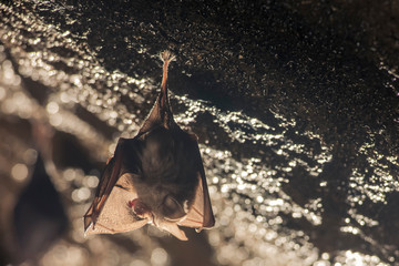 Close up small awake horseshoe bat cleaning wings, hanging upside down on top of cold natural rock...
