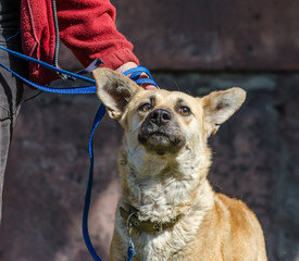 Outbred red dog on a blue leash next to a woman in a red jacket