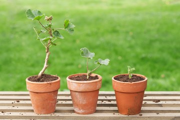 Three Potted Plants