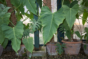 Philodendron leaves