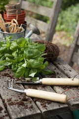 Plant With Gardening Tools And Potting Soil