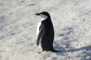 One penguin in snow on the shore of Antarctica. Penguins are wat