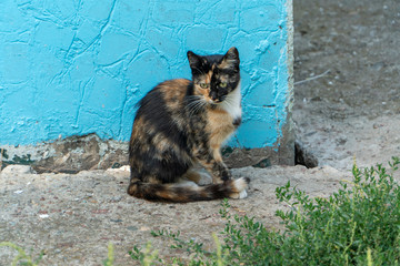 Homeless tortoiseshell cat sitting near corner of apartment house. Lonely european shorthair cat with green eyes is sad because  she want more eat, play and sleep. Horizontal image with copy space.