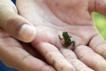 Small frog in child's hands