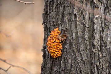 mushroom on a tree