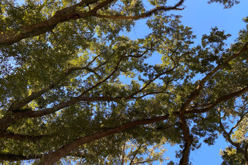 tree in the sky