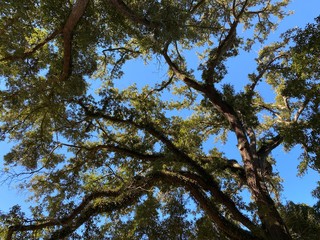 tree in the sky