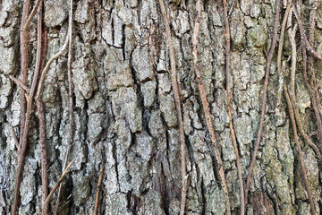 bark of a tree
