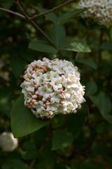 Viburnum carlcephalum