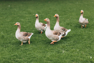Many ghouls walk in a meadow with green grass, running after each other. A crowd of domestic birds walking in nature. Photography, concept.