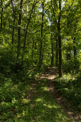 Fototapeta na wymiar path among oaks with green leaves