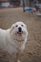 portrait of golden retriever in front of blue background