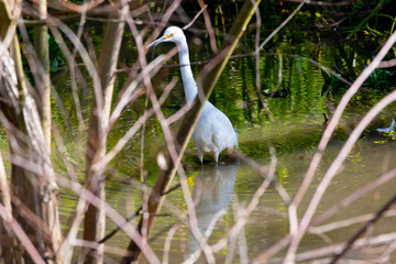 Great Egret (Garza Grande) Latin Name Ardea Alba. Wetland. Valparaiso. Chile