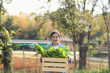 Organic gardeners young women pick vegetables in wooden crates to deliver to customers in the morning.