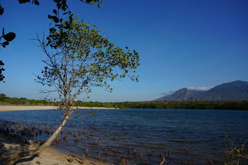 Beach with white sand and mangrove plants that are still hidden from the crowd	