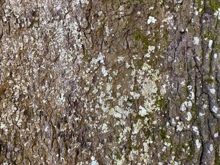 tree turn bark