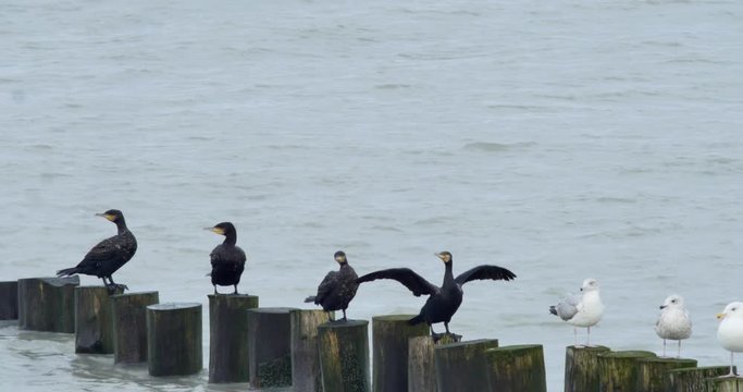 cormorants drying their feathers
