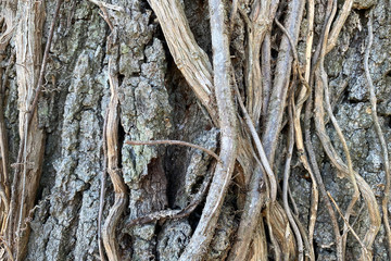 bark of a tree
