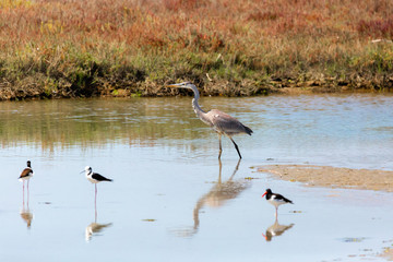 A Cocoi Heron (Garza Cuca) Latin Name  Ardea Cocoi on a Wetland. Tongoy. Chile
