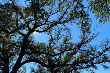 tree in the sky