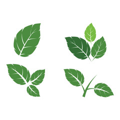 Set Leaf Mint Logo Template vector symbol