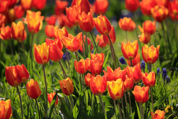 Fototapeta premium Tulpenbeet mit rot-gelben Blüten im Garten 