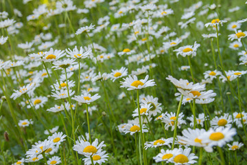 Ox-eye daisy flowers blooming in a meadow