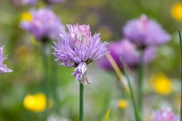 Chives purple flowers close up