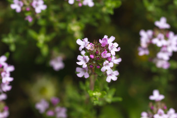 Thymus pale purple flowers close up