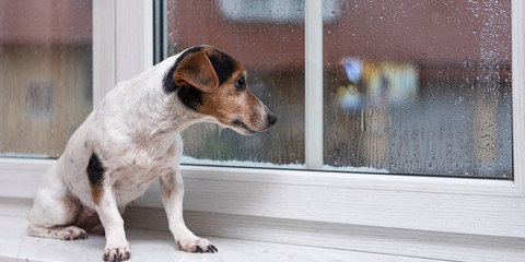 little Jack Russell Terrier dog sits alone on a windowsill in bad weather and looks outdoors in the winter season