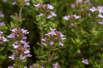 Thymus plant with flowers blooming