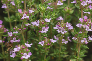 Thyme plant with blooming flowers