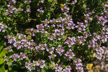 Thyme plant with seasonal flowers