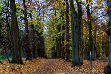 Obraz premium Scenic path cover with death leaves