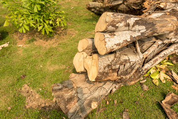some large pieces of cut wood stacked and placed on the grass in a local university campus of shenzhen china