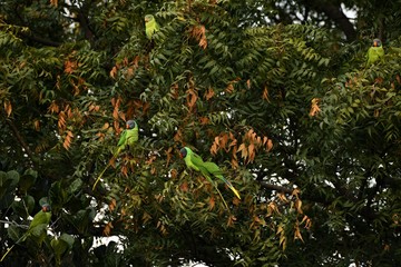 parrots sitting on the branches of a tree