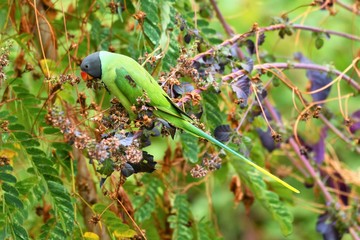 parrot on a branch 