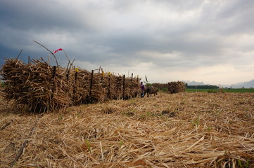 bales in the field