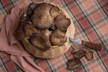 fresh wild mushrooms, collected in a basket, on a table with checkered tablecloth