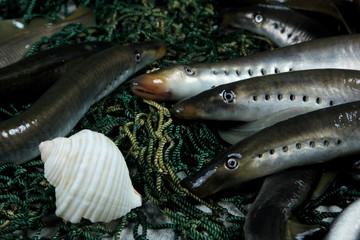 fresh lamprey close up on table with green fisherman's net and old wooden background