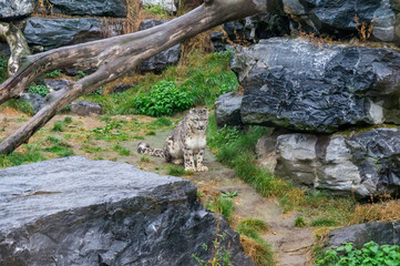 Fototapeta premium Snow leopard looking at camera