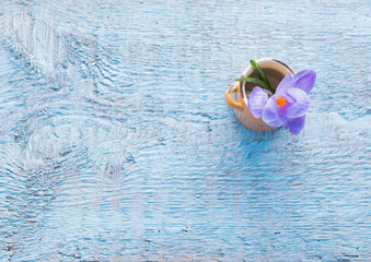 Crocus flower in a vase on wooden table. Copy space,