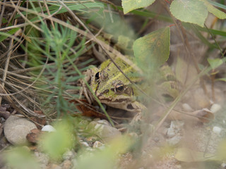 Grenouille verte 