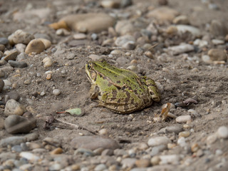 Grenouille verte