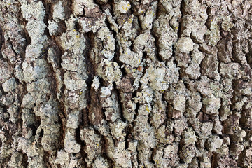 bark of a tree