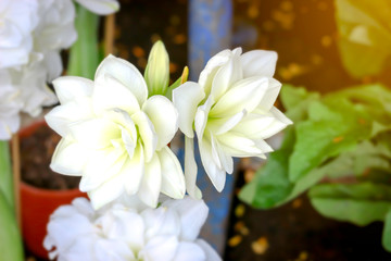 Obraz na płótnie Canvas White Amaryllis flower, Hippeastrum blooming in summer garden